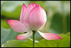 Waterlillys Waterlillys