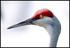 Sandhill Crane&nbsp;