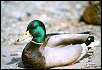Male Mallard Duck&nbsp;