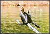 Darter&nbsp;