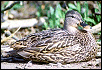 Female Mallard Duck&nbsp;