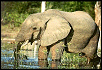 Young African Elephant&nbsp;
