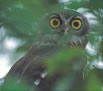 Binoculars