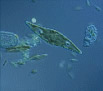 Microscopes